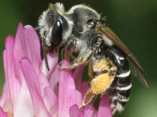 Réf. 322 802 : Andrena ovata